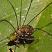 IMG 8021harvestmaneating