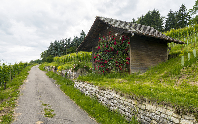 In den Reben von Hallau