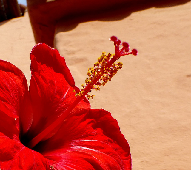 en rouge et or...