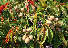 Buckeye with big conkers