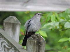 Catbirds