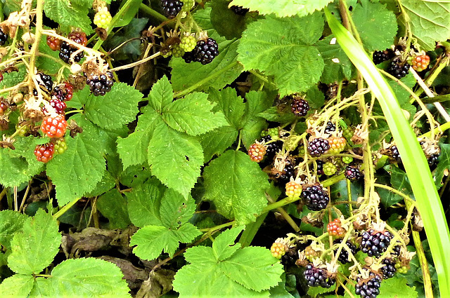 Some wild blackberries growing on my drive