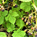 Some wild blackberries growing on my drive