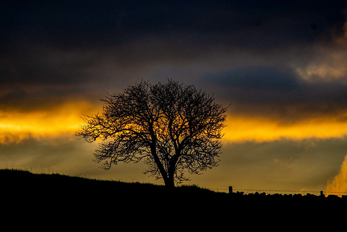 Burton tree at dawn