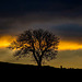 Burton tree at dawn