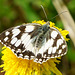 Melanargia galathea auf Löwenzahn