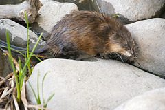 encounter with a muskrat