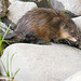 encounter with a muskrat