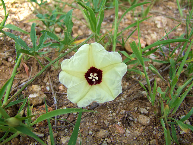 Rankenblüte aus dem Erongogebiet Namibia