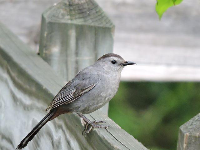 Catbirds