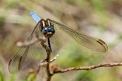 Keeled Skimmer-DSA 6991