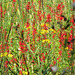 A patch of wildflowers, Cardinal flowers and Sneezeweed