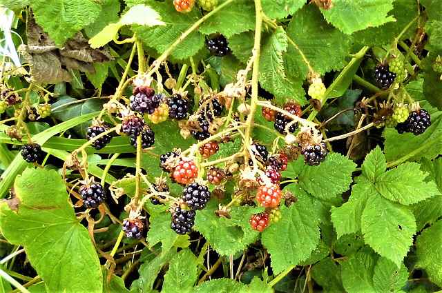 These are the early blackberries