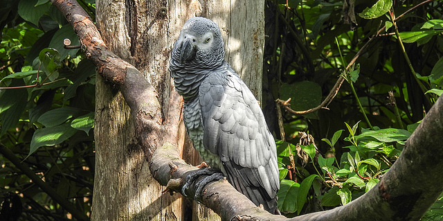 20190901 5631CPw [D~VR] Graupapagei, Vogelpark Marlow