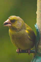 Greenfinch