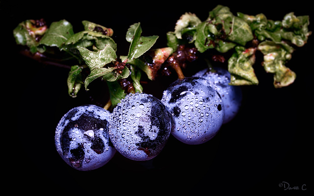 Sloe Berries