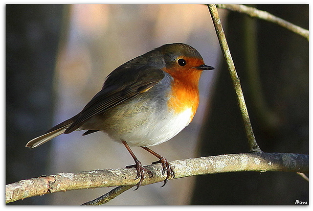 Robin... De lumière