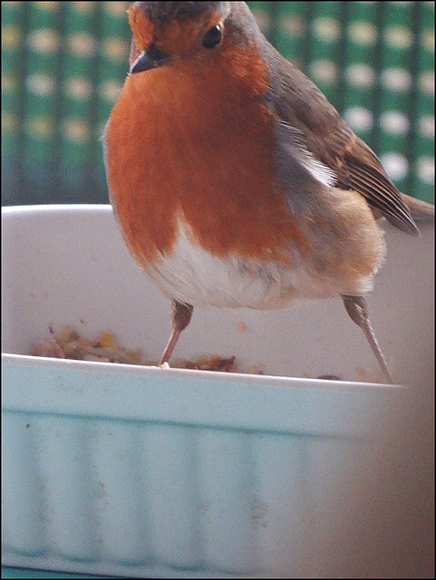 comptage des oiseaux des jardins