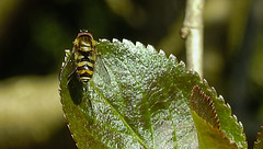 20210428 0110CPw [D~LIP] Schwebfliege (Syrphus vitripennis), Bad Salzuflen