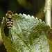 20210428 0110CPw [D~LIP] Schwebfliege (Syrphus vitripennis), Bad Salzuflen