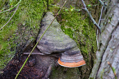 Rotrandiger Baumschwamm
