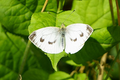 Karstweißling