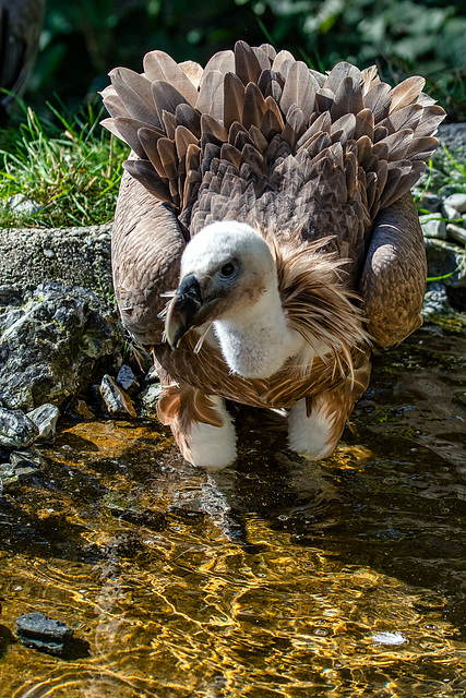 Eurasian Griffon Vulture