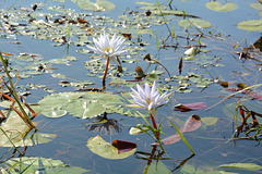 Botswana, Water Lilies in the Wetlands of Chobe National Park