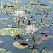 Botswana, Water Lilies in the Wetlands of Chobe National Park