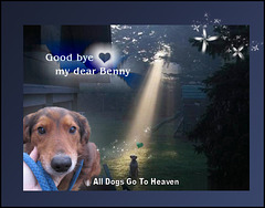 R*I*P* ... now Benny is adopted by Angels ☆