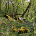Moss, Boulders & Bluebells