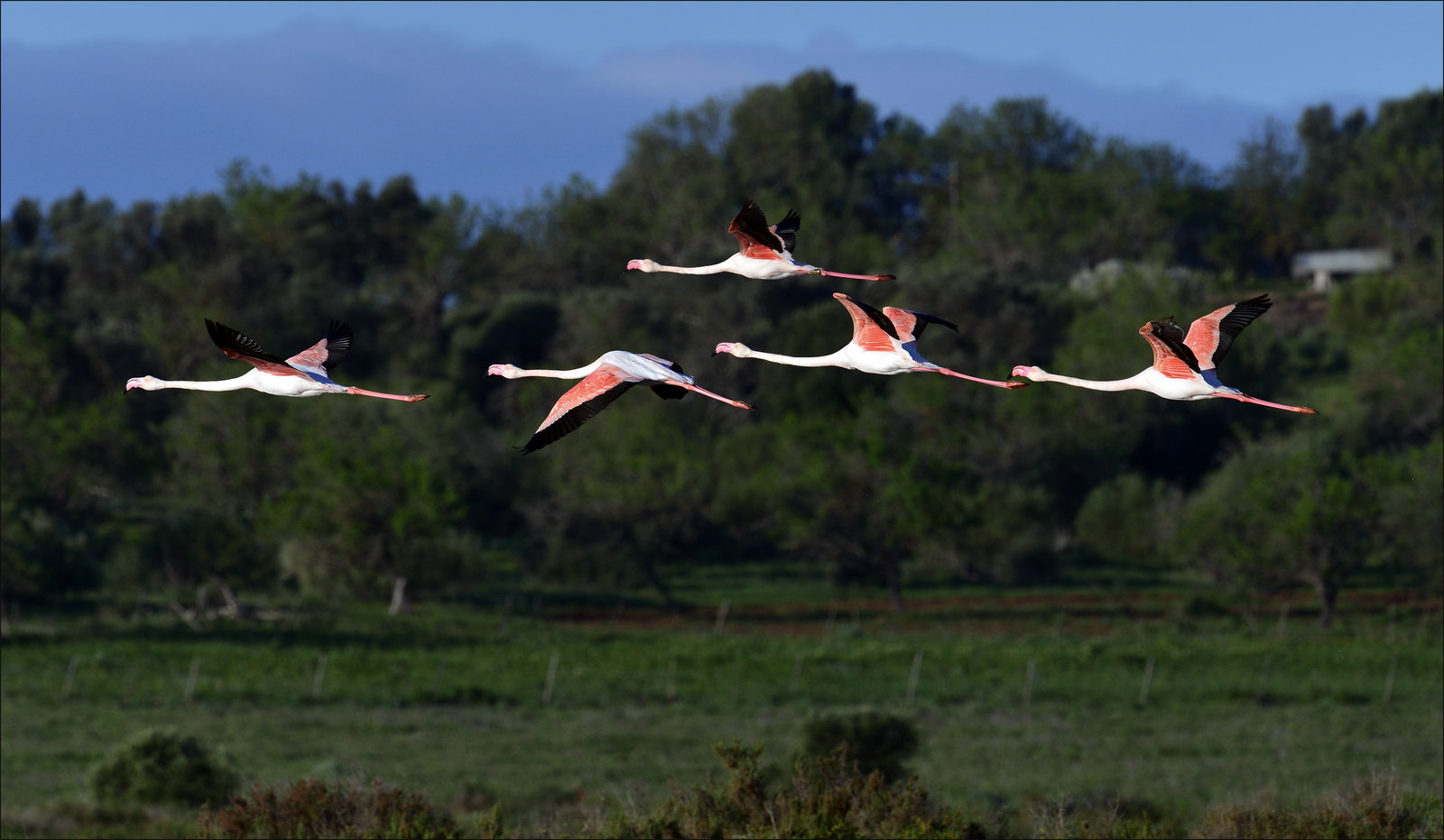 Flamingos, Phoenicopterus roseus, Castro Marim