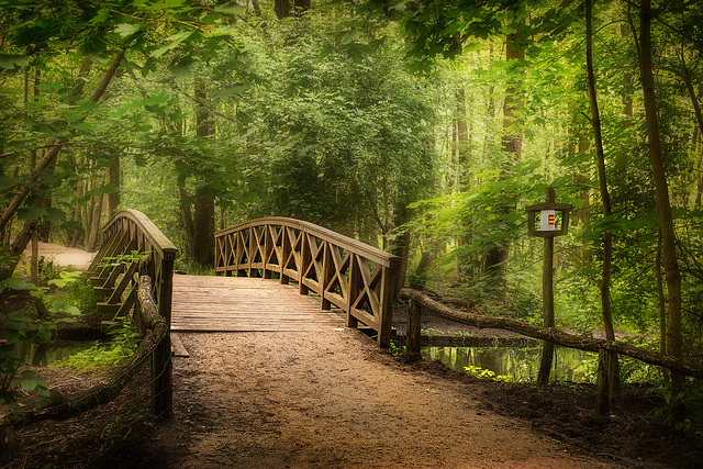 Berlin. Im Grunewald. 201606