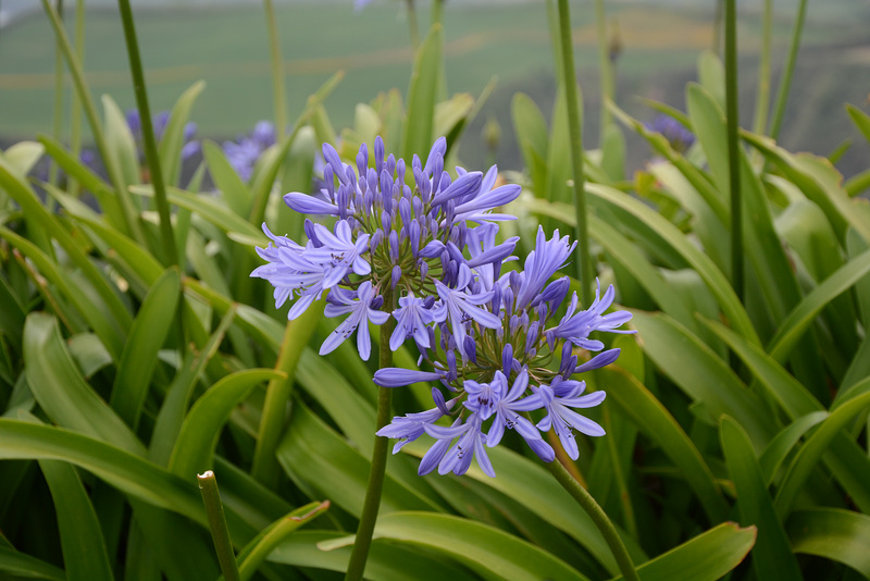 Azores, Island of San Miguel, Flowers