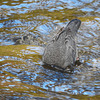 American Dipper dipping