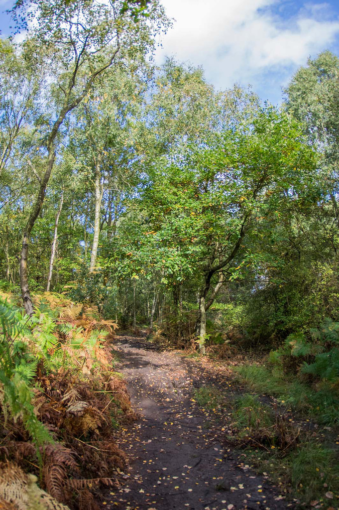 Thurstaston common23