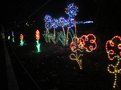 Christmas Lights Tmba Lions 2019 5924