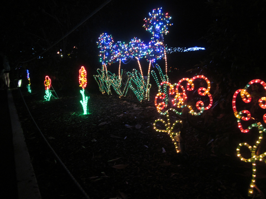 Christmas Lights Tmba Lions 2019 5924