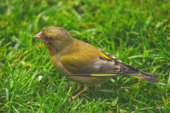 Greenfinch