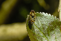 20210428 0111CPw [D~LIP] Schwebfliege (Syrphus vitripennis), Bad Salzuflen