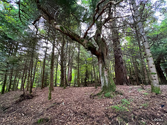 Some old giants by the River Findhorn