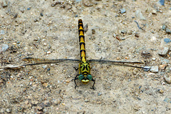 Small Pincertail f (Onychogomphus forcipatus) 5