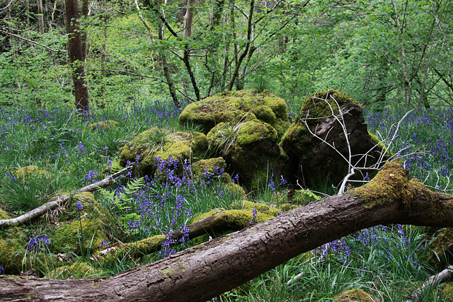 Moss, Boulders & Bluebells