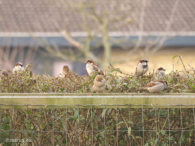 More sparrows waiting...