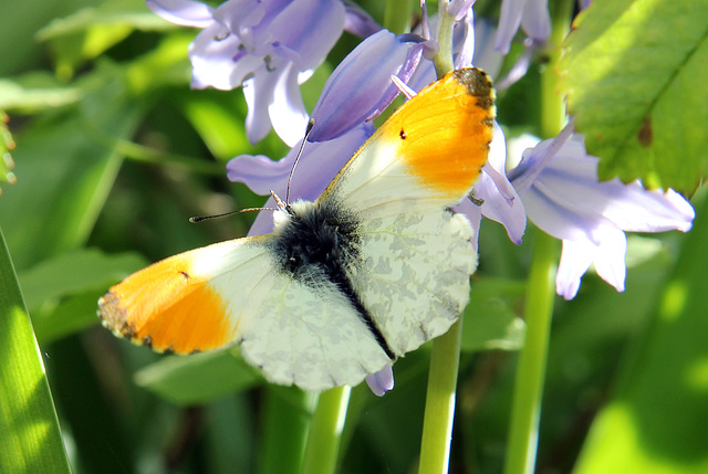 Orange tip 3 full