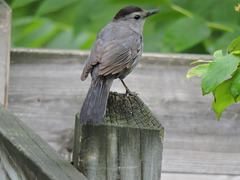 Catbirds