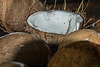 Kokos-Verarbeitungsbetrieb im Mekong-Delta (© Buelipix)