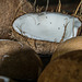 Kokos-Verarbeitungsbetrieb im Mekong-Delta (© Buelipix)