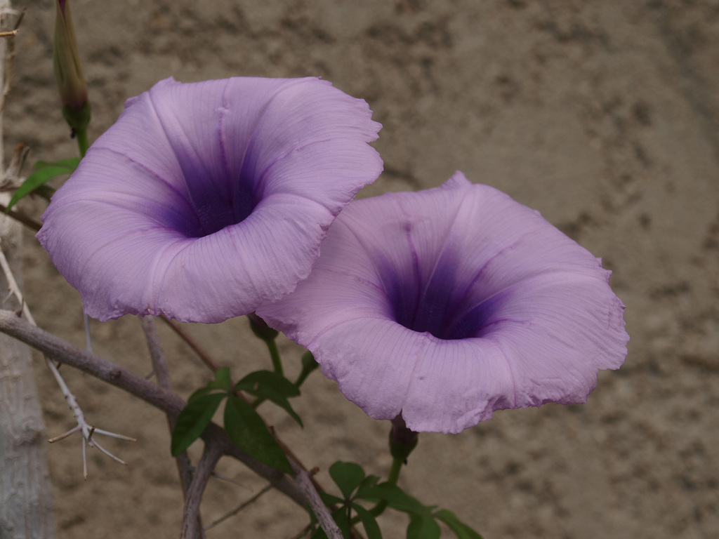 P8289340