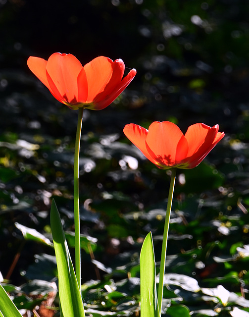 Tulpenblüten mit Sonnenlicht am späten Nachmittag